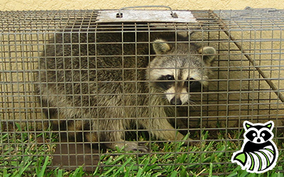 Delaware County trapping